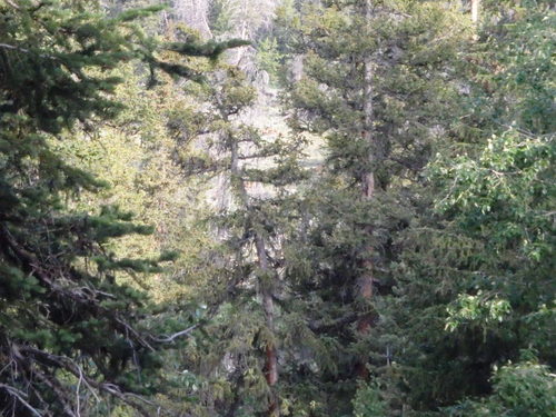 GDMBR: See the Elk? We had the advantage of being able to also hear the Elk.
